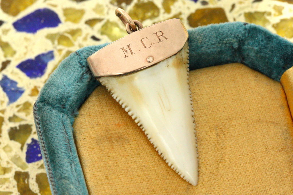 Victorian Shark Tooth Pendant