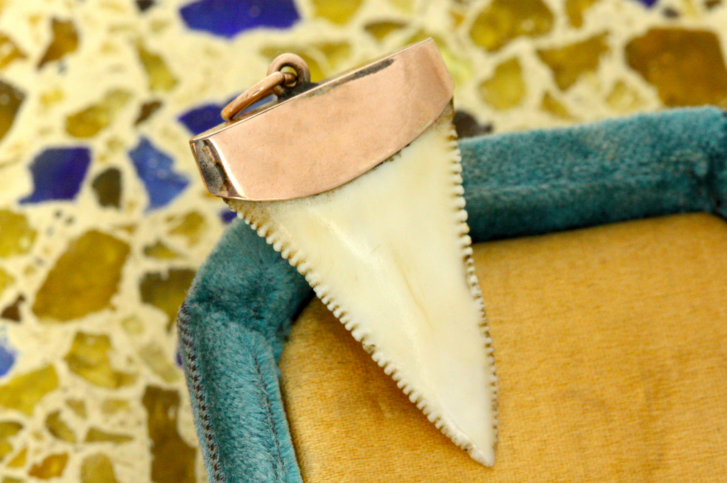Victorian Shark Tooth Pendant